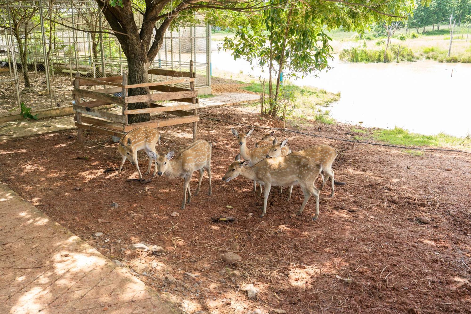 Phum Domnak Domrey Resort Chambok Buitenkant foto